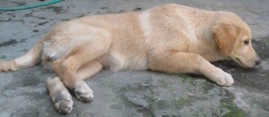 What Breed is My Dog?